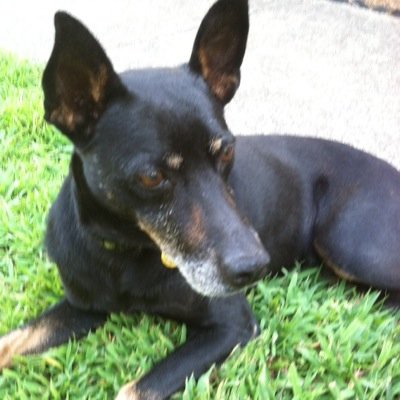 hi im jack. im a 14 year old mountain feist. i love my human @annamalcrackr.