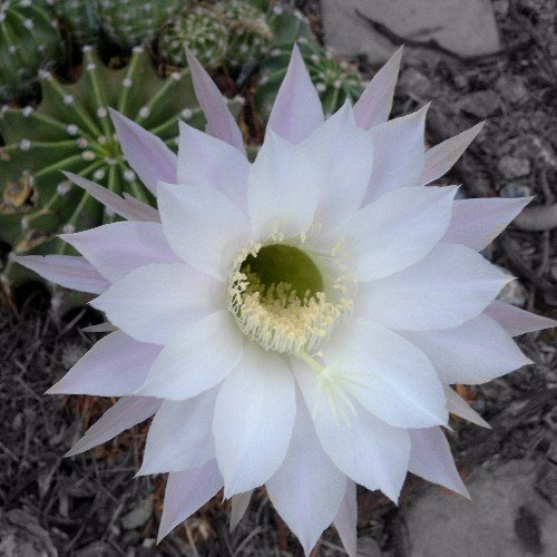 green_naturally's profile picture. I'm an Independent Distributor of GNLD. Our products are biodegradable, non-toxic, GMO free, based in nature, backed by sience, Swiss formulated.