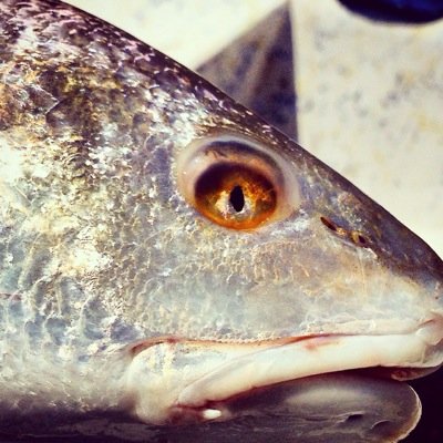 fishcontrolhead Profile Picture