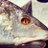 fishcontrolhead's profile image