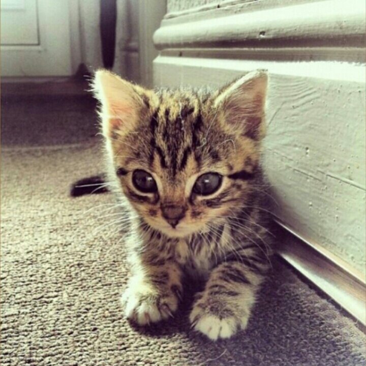 誠実な人は何度も傷つくことができず、献身的な人は無関心な扱いに耐えられない。