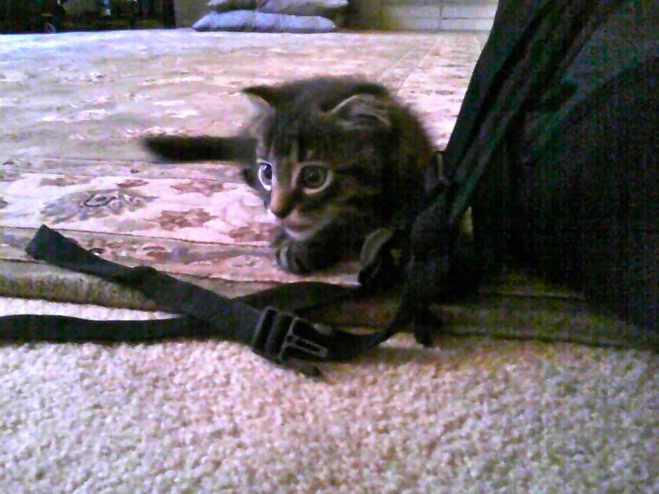 Resmiranda13's profile picture. Sometimes writing. I almost never tweet. I dedicate this Twitter to Remmy.