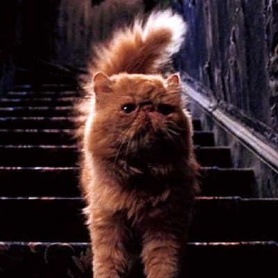 shanksasasas's profile picture. crookshanks