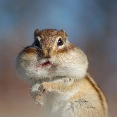 おもしろ動物gif画像 Animalgif Twitter