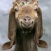 Brendan (@_bgoat) Twitter profile photo Brendan (@_bgoat) Twitter profile photo