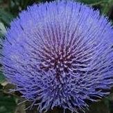 座右の銘は「何ごとも経験」
いつかはIT+園芸と思っている植物好きのプログラマ。