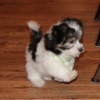 Stanley L (@chwmcwstandards) 's Twitter Profile Photo