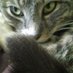 Pippa (@pippa_thecat) Twitter profile photo