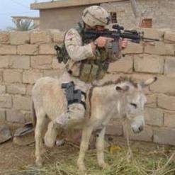 mrhoneybadger72's profile picture. Do not ask for whom the cowbell tolls, the cowbell tolls for thee.