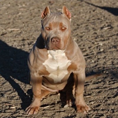 Hood Pitbull Bullyofthepit Twitter Hood Pitbull Bullyofthepit Twitter