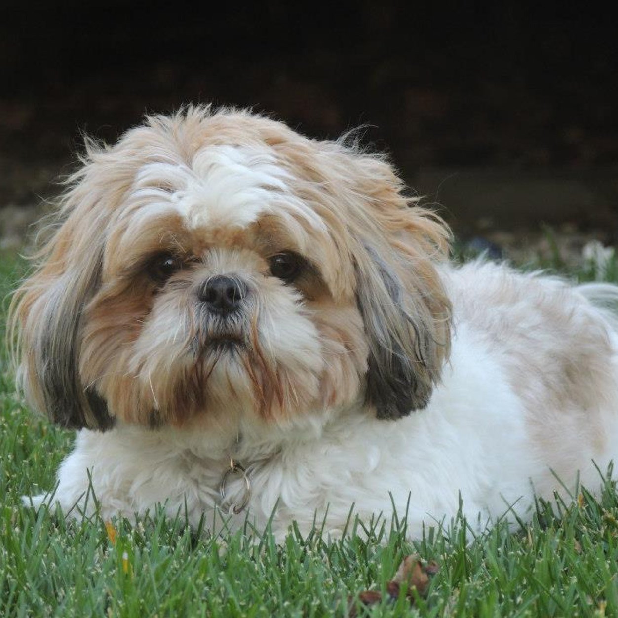 Annie's dog. I enjoy long walks on the sidewalk and being carried up the stairs.