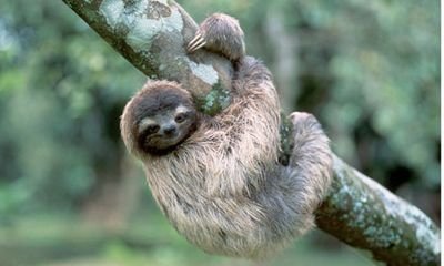 because it is a fact that sloths are excellent swimmers