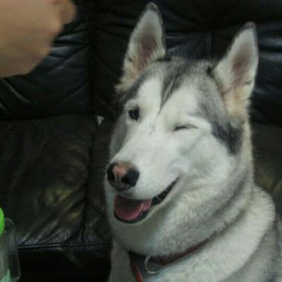 剛直木訥