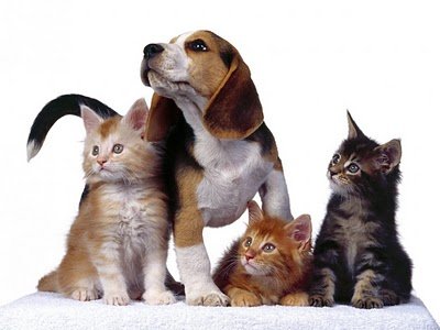 lovepetfriends's profile picture. Animal lover