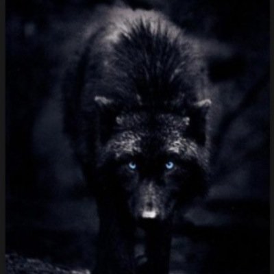 im back in town for ny daughter @corafoxshifter. im twenty six years old and im a wolf. #RP #wolf
#single
