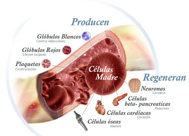 GRACIAS A LOS AVANCES DE LA TECNOLOGIA DE LAS CELULAS MADRES SE LLEGO AL DESCUBRIMIENTO DE LA ACTIVACION Y LIBERACION DE LAS CELULAS MADRES DE NUESTRO CUERPO CA