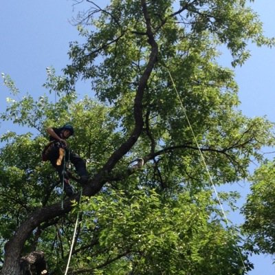 arborist|gear junkie|shiny object lover|prouud husband|chainsaw aficionado| scotch drinker|cigar smoker|love all things tree related