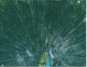 arbus2's profile picture. 