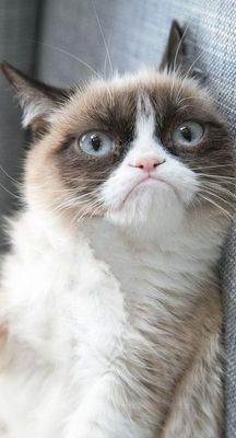 koteyko3's profile picture. 