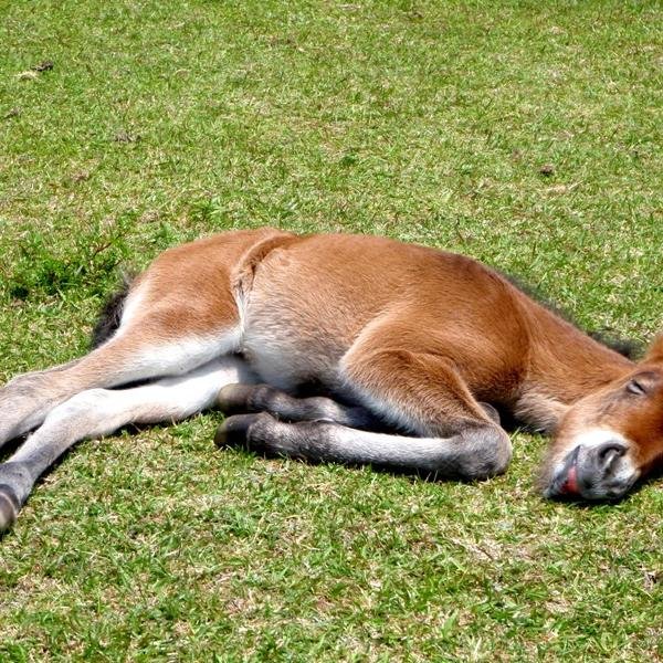競馬・スロット・パチンコ大好き。