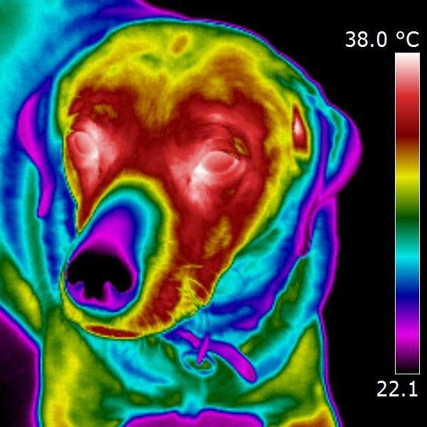 See what is hot in thermal imaging/infrared technology from your Thermal God.....