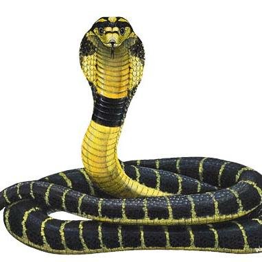 vasiliki_cobra Profile Picture