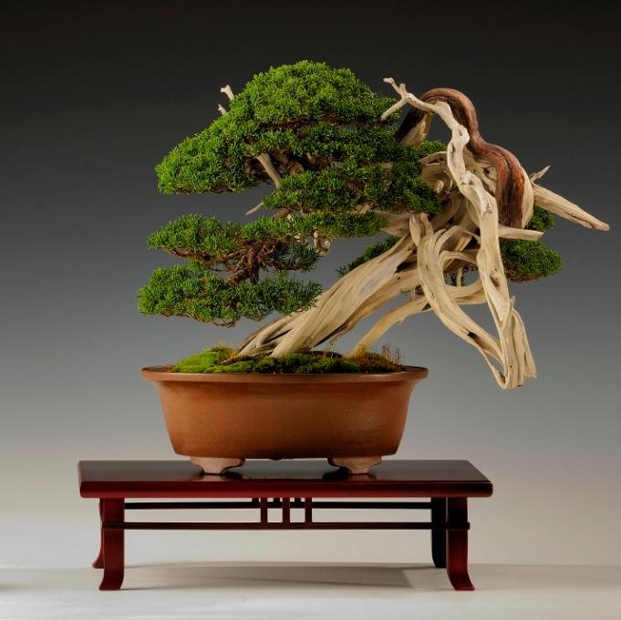 Professional bonsai artist and teacher, continually pushing the boundaries!
Fusing the best of the East and West.  Creating Art, in time, for time!