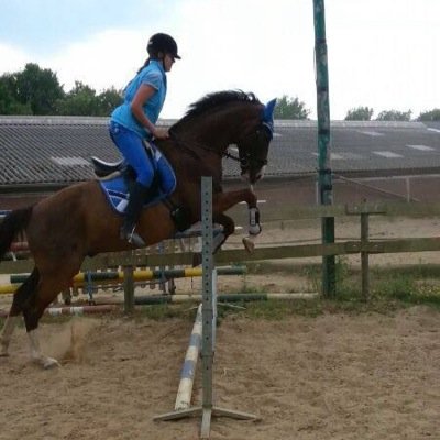 lees mijn leuke paarden tweets en misschien kom je dan ook wel meer over paarden te weten! :D volgers zijn altijd welkom!