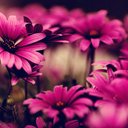 DardoOora (@02Bluelady) Twitter