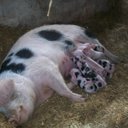 Andrea Neale - @PinnocksFarm - Twitter