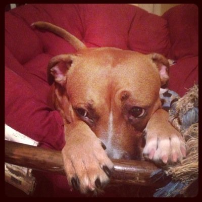 xplodi's profile picture. By day I'm a content developer and by night I'm everything dog training, writing and photography. I have 4 dogs - 2 rescues and 2 sport. Never a dull moment!