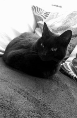 Beryl_the_cat's profile picture. Rescue cat, free spirit, obviously not a sheep.