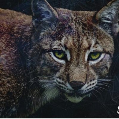 RRPP Zoologico Club Madrid. Listas, reservados... toda la info aqui: 605358139
