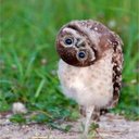 Gabor Varga - @NrGtheONE - Twitter