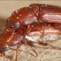 Tribolium castaneum (@beetlepapers) 's Twitter Profile Photo Tribolium castaneum (@beetlepapers) 's Twitter Profile Photo