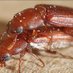 Tribolium castaneum (@beetlepapers) Twitter profile photo Tribolium castaneum (@beetlepapers) Twitter profile photo