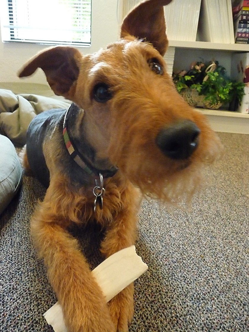 Daily great tips on having an obedient dog. Follow me and learn how to train your dog. I Follow the #dogtrainingtips