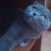 Яна Беллумова (@atmakrida) Twitter profile photo