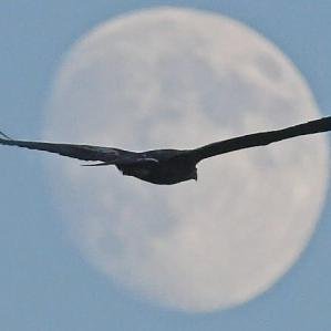 RaphaelNietoSES's profile picture. Fan of MMA, boxing, pro wrestling, heavy metal/ metal music, street skateboarding. I play bass guitar, sing vocals, rarely draw & paint, & don't mind cooking.