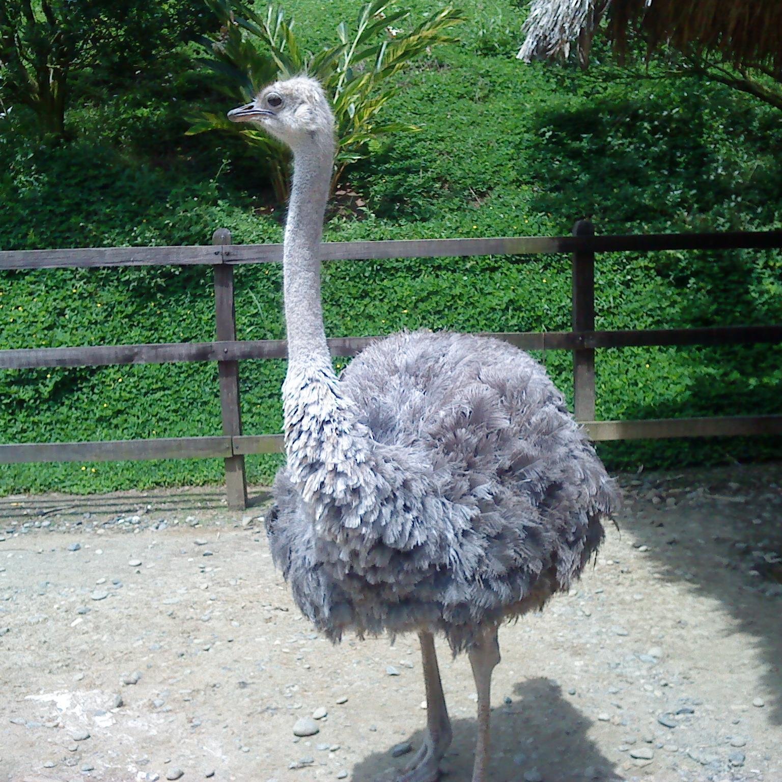 Animalista, no busco ser perfecta sólo quiero ser feliz