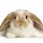 stripped-rabbitのアイコン