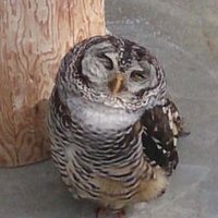 風波🐋 (@stamm_kazaha) 's Twitter Profile Photo