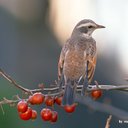 edy vasquez  - @edynorma1 - Twitter