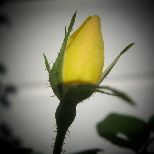 ByeFeliciaBravo's profile picture. 