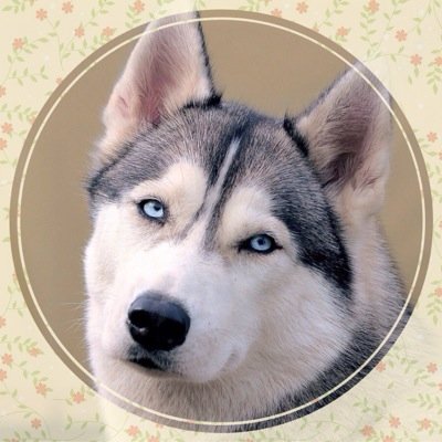 spynetc's profile picture. 