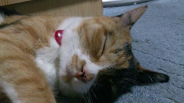 sui_hazuki's profile picture. 40↑腐女｡最近壁になりUKさん推し。足立透熱も再燃。爆豪勝己。薬研藤四郎｡奥村燐｡黒子テツヤ｡怪盗KIDの女｡推しは基本総攻｡prli腐沼in善憂+匋依で元ﾊﾞ推し、イツキ単体推し｡くるっぷ→https://t.co/u4Wg4Mlvta 波箱→https://t.co/BZcD8HJqpC pixiv→https://t.co/QK7eDzU4Cy