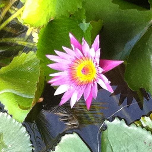 sweetsal353's profile picture. 