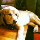 Lily Mack - @Amishgf - Twitter