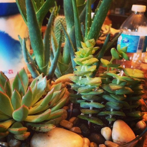 Local 21 y.o. resident - creating (affordably priced!) succulent arrangements with proceeds supporting local animal rescue efforts! $438 raised to date!