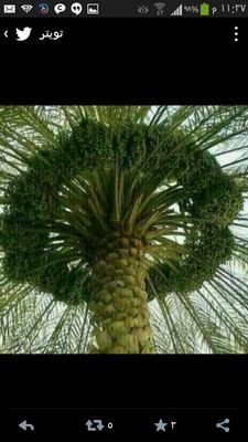 ‏ربي اغفرلي ولوالدي وارحمهما كما ربياني صغيرا        هلالي الرياض